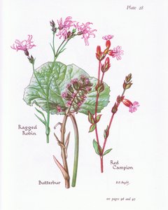 Groot hoefblad, koekoeksbloem, rode koekoeksbloem door Bessie D. Inglis