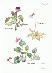 Driekleurig viooltje, hondsviooltje, vetblad door Bessie D. Inglis