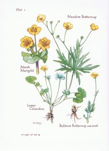 Dotterbloem, Kleine Leeuwentand, Boterbloem, Knolboterbloem