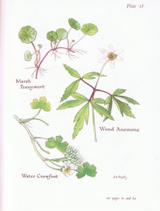 Moeraspenningkruid, Bosanemoon, Waterranonkel