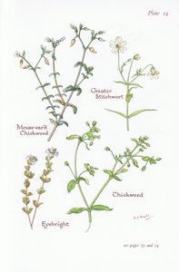 Muizenoor, Grote Muur, Vogelmuur, Ogentroost