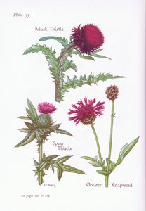 Muskusdistel, speerdistel, grote knoopkruid