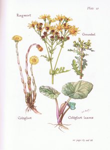 Jacobskruiskruid, Klein Kruiskruid, Klein Hoefblad