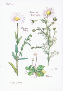 Reukeloze Kamille, Madeliefje, Margriet