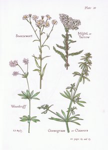 Duizendblad, Walstro, Kleefkruid