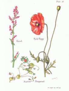 Zuring, scharlakenrood guichelheil, klaproos