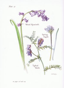 Lenteklokje, boshyacint, troswikke door Bessie D. Inglis