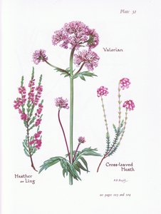 Valeriaan, heide of dopheide, kruipende heide door Bessie D. Inglis