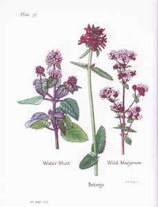 Watermunt, wilde marjolein, betonie door Bessie D. Inglis