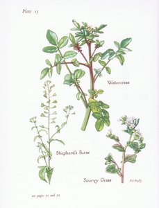 Waterkers, Herderstasje, Scheurgras