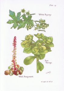 Witte heggenrank, zonnebloem, muurpeper