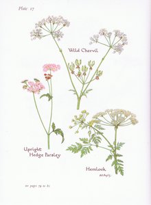 Wilde Kervel, Gevlekte Scheerling, Gladde Fluitenkruid