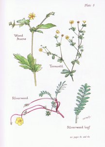Geel Nagelkruid, Tormentil, Zilverschoon