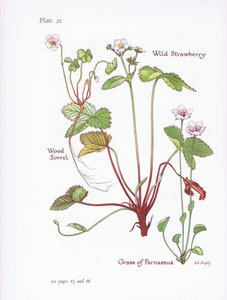 Bosklaverzuring, Wilde Aardbei, Gras van Parnassus