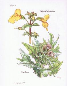 Gele Maskerbloem, Bilzenkruid door Bessie D. Inglis