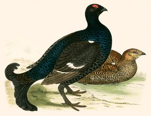 Korhoen