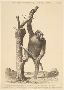 [Gorilla] door Bisson Frères