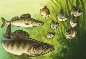 Snoek