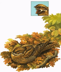 Ongeïdentificeerde vogel