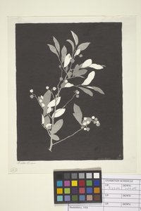 Bosbes