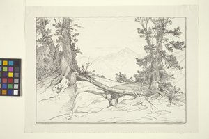 Sierra Pines door Bolton Coit Brown