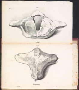 Atlas en sternum van de walvis, 1827