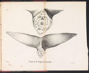 Doorsnede van de staartvin van de walvis, 1827