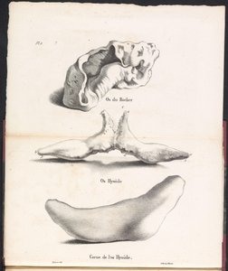 Drie delen van het tongbeen van de walvis, 1827