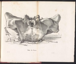 Schedel van de walvis, 1827