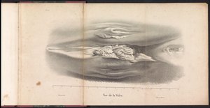 Vrouwelijke geslachtsorganen van de walvis, 1827