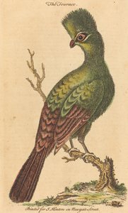 De Touraco-vogel