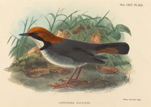Vogel (Larvivora Ruficeps)