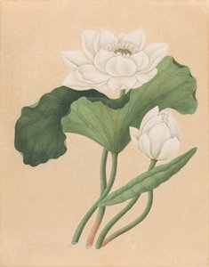Oost-Indische Lotus (Nelumbo nucifera) door British 19th Century