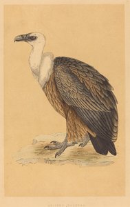 Griffioen Gier door British 19th Century