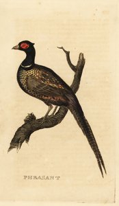 Gewone fazant, Phasianus colchicus