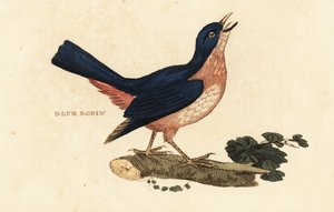 Siberische blauwe roodborst, Larvivora cyane