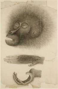 Het hoofd en de handen van een orang-oetan, c.1818-30 door British School
