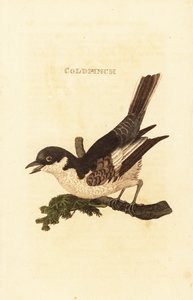 Witte kwikstaart, Motacilla alba