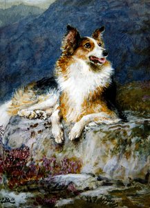 Collie in een landschap
