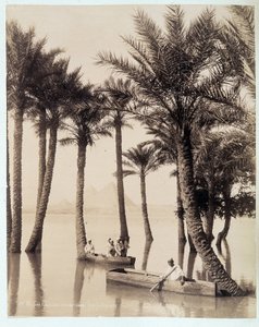 Een palmbos aan de voet van de piramides van Egypte - foto door de gebroeders Zangali, eind 19e eeuw
