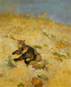 Een kat die zich koestert in de zon