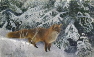 Vos in de winter