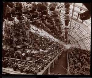 Orchideeën in een kas op het Helen Gould landgoed (voormalige Jay Gould residentie) in Tarrytown, New York, 1894