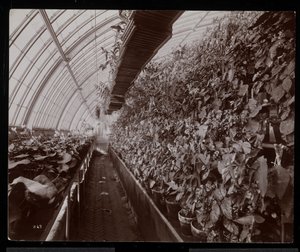 Orchideeën in een kas op het Helen Gould landgoed (voormalige Jay Gould residentie) in Tarrytown, New York, 1894