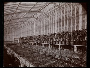Planten in een kas op het Helen Gould landgoed (voormalige Jay Gould residentie) in Tarrytown, New York, 1894