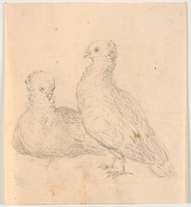 Twee duiven
