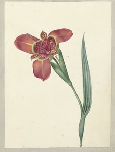 Bloem met de naam Ferraria Tigrina door C.J. Kruimel