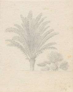 Palmboom en bladgroep door Christoffer Wilhelm Eckersberg