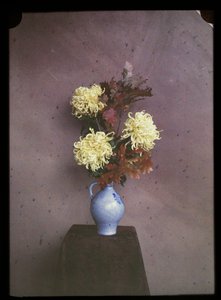 Bloemen (asters) op een vaas