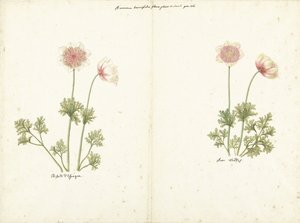 Twee studies van anemonen door C. Baak